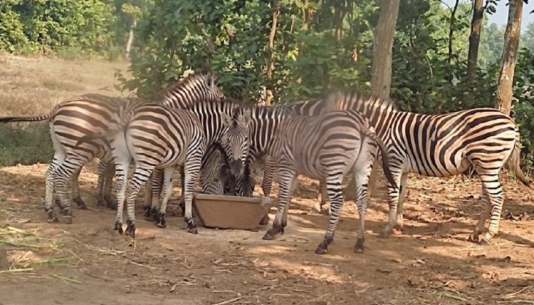 বঙ্গবন্ধু সাফারি পার্কে আরও ১ জেব্রার মৃত্যু।