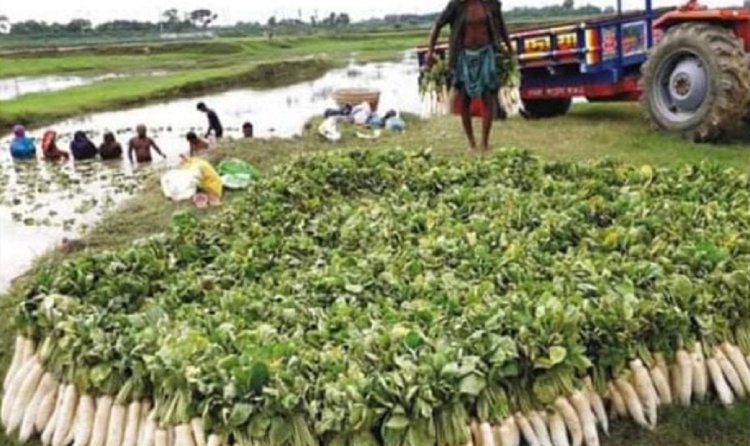 শুক্রবারের বিশেষ : গোমতীর বিস্তৃত চরজুড়ে সাদা হাসি