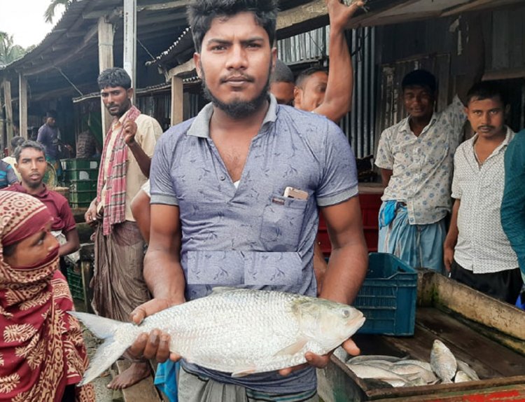 তুলাতুলি মৎস্য ঘাট : এক ইলিশের ওজন ৩ কেজি! : বিক্রি ৪৩০০ টাকায়