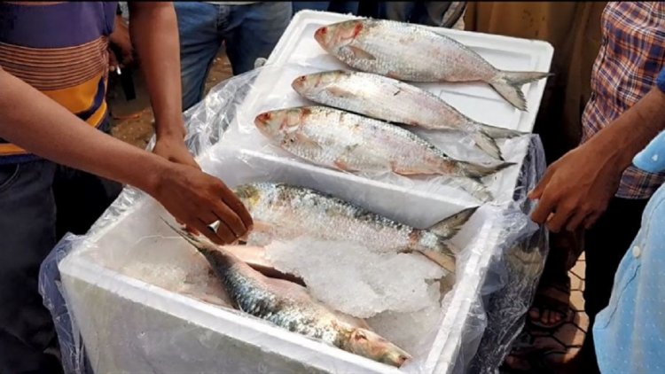 ভারতে দুই দফায় ১ হাজার ২৩২ মেট্রিক টন ইলিশ রপ্তানি