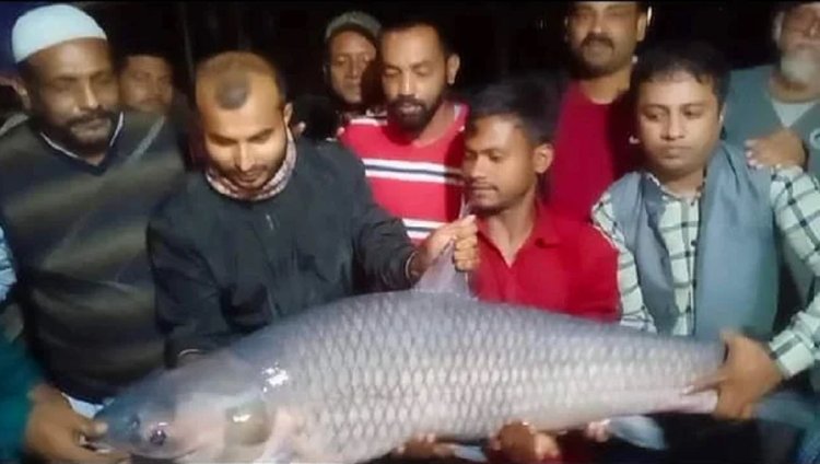 শুক্রবারের বিশেষ : কুমিল্লার ধর্মসাগরে ৪০ কেজি ওজনের ব্ল্যাক কার্প।