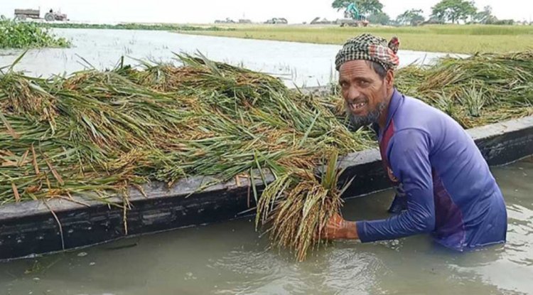 কোমর পানিতে নৌকা নিয়ে আধাপাকা ধান কাটছেন কৃষক!