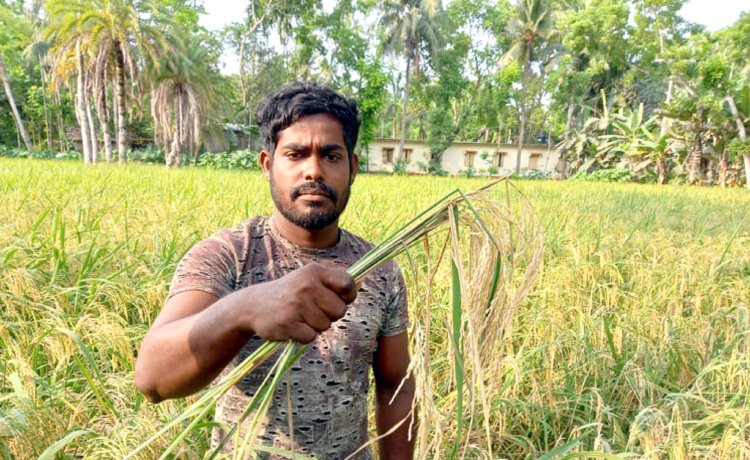 বোরো ধান ব্লাস্ট রোগে আক্রান্ত হওয়ায় ক্ষতিগ্রস্ত কৃষক।