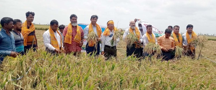 পাইকগাছায় ফসল কর্তন উৎসব ও মাঠ দিবস উদ্‌যাপিত।